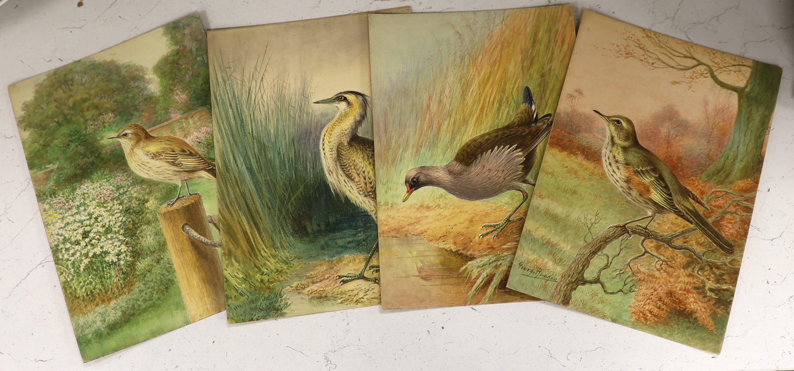 George Rankin (1864-1937), four original watercolours on card for postcard designs, ‘Bittern’, ‘Moorhen’, ‘Flycatcher’ & ‘Redwing’ three signed, unframed, 27 x 19cm